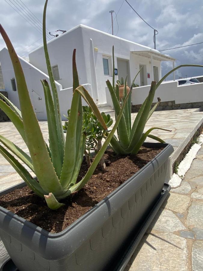 Sing And Blossom Accommodation Mykonos Town Dış mekan fotoğraf